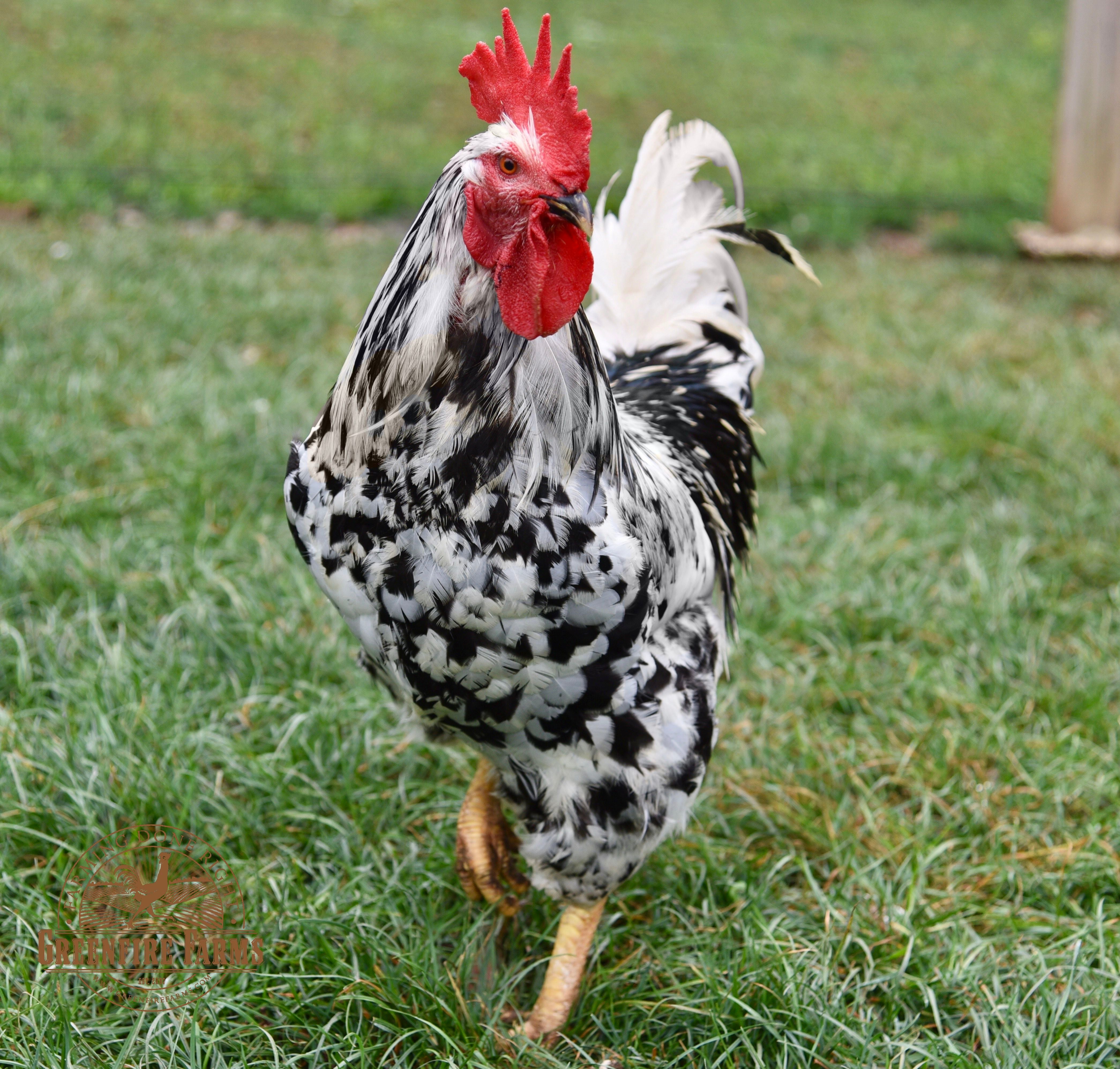 Pita Pinta Asturiana