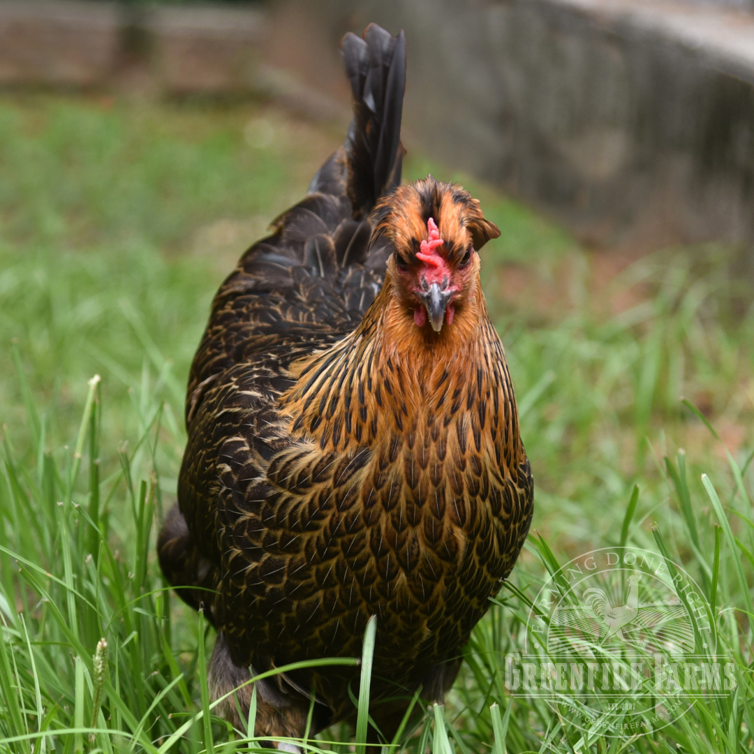 Shetland Hen
