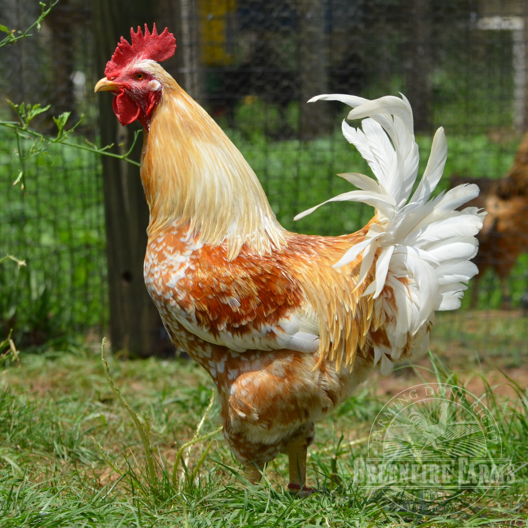 Pita Pinta Asturiana