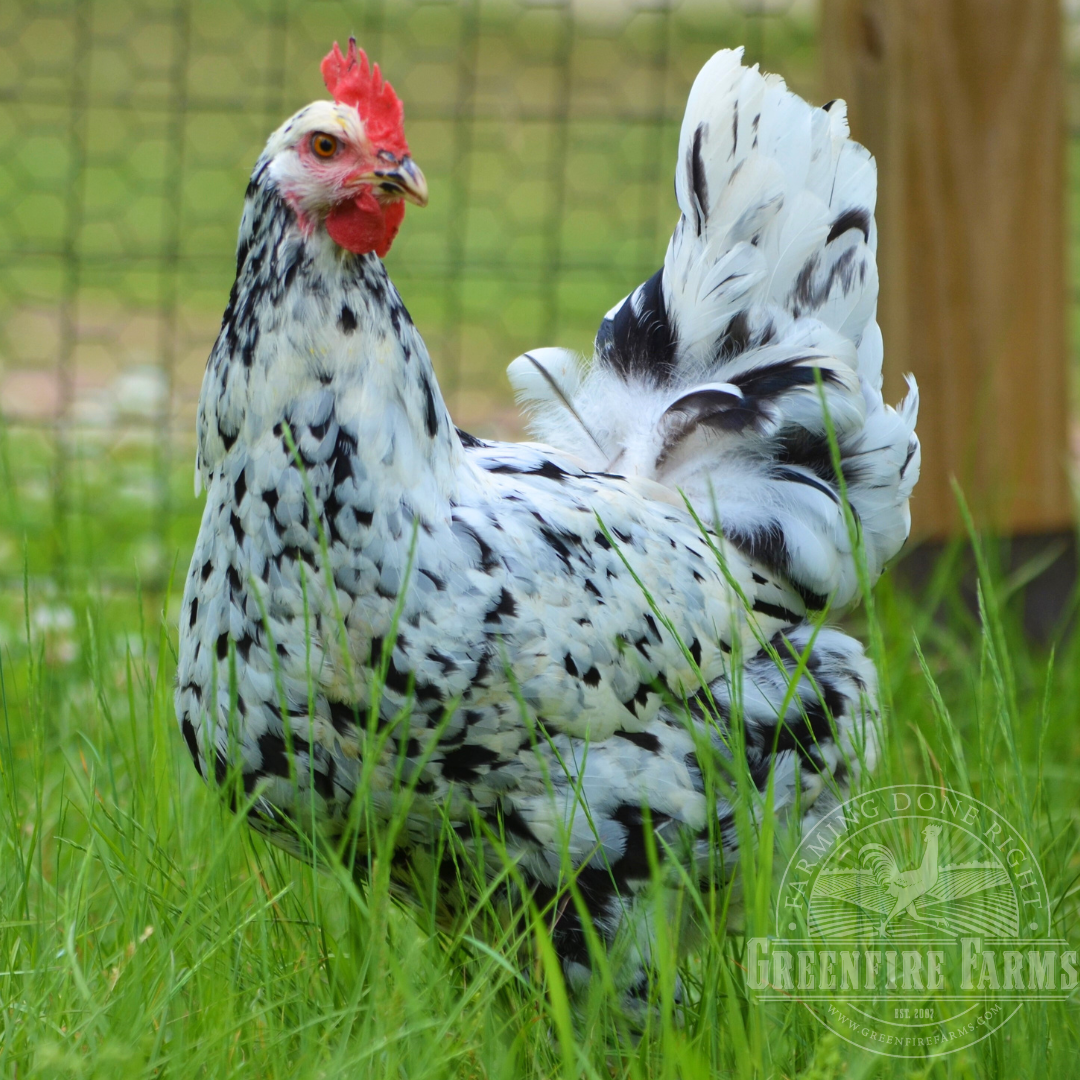 Pita Pinta Asturiana