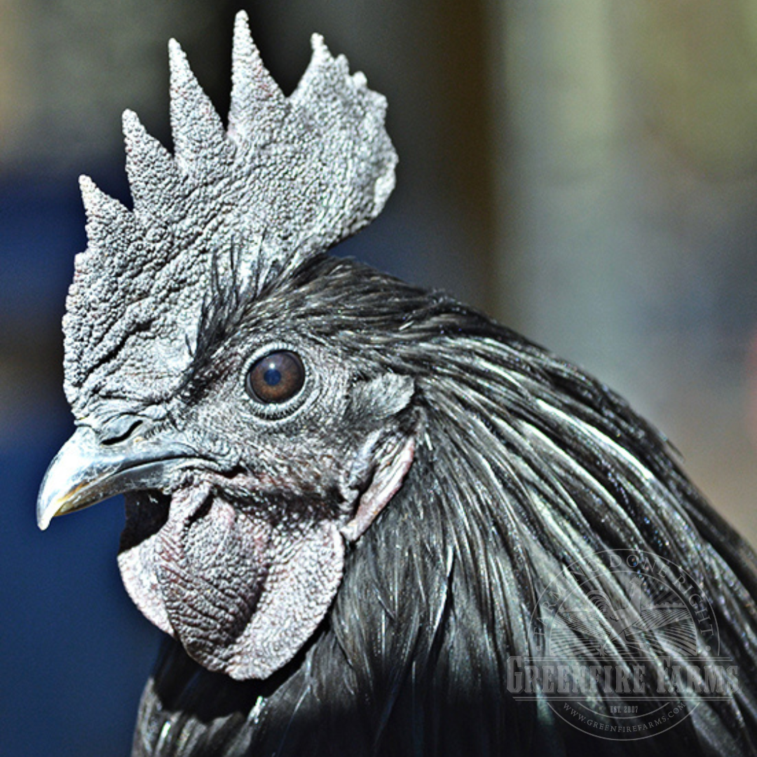 Swedish Black Hen