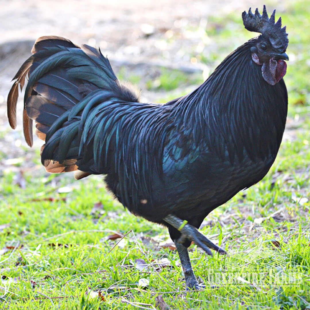 Swedish Black Hen