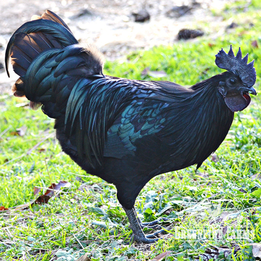 Swedish Black Hen