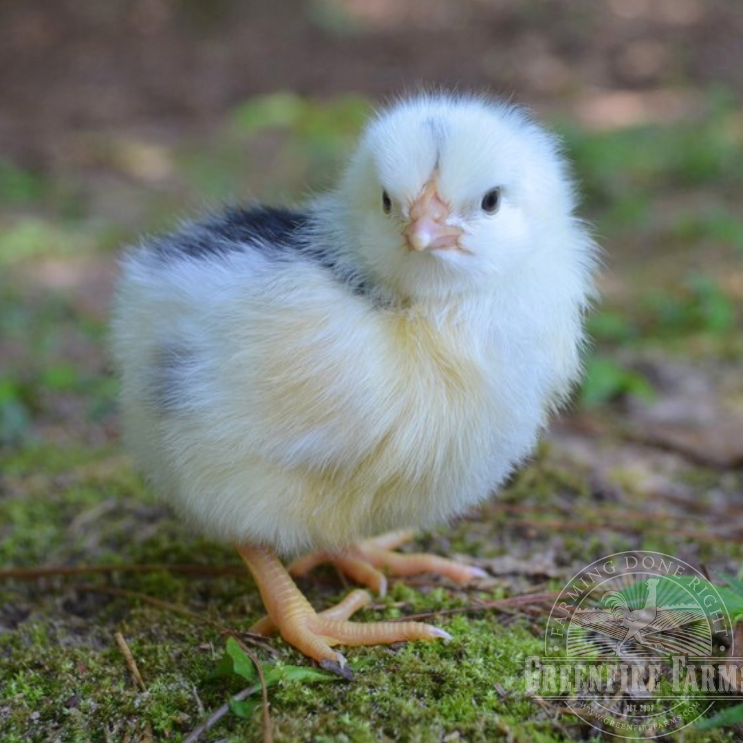 Pita Pinta Asturiana