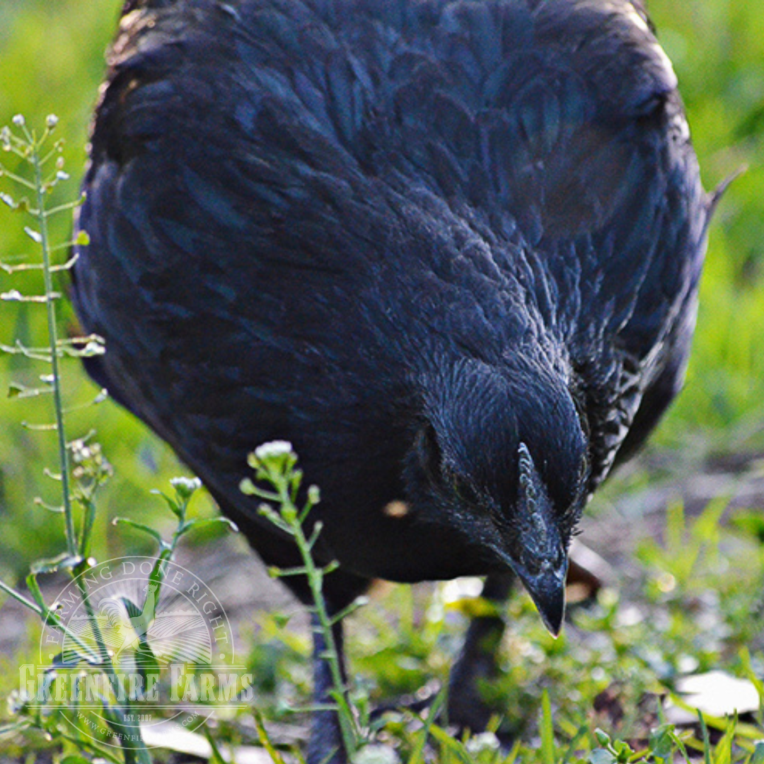 Swedish Black Hen