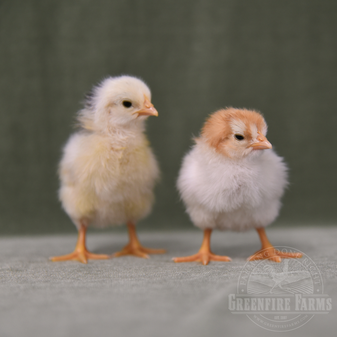 Pita Pinta Asturiana