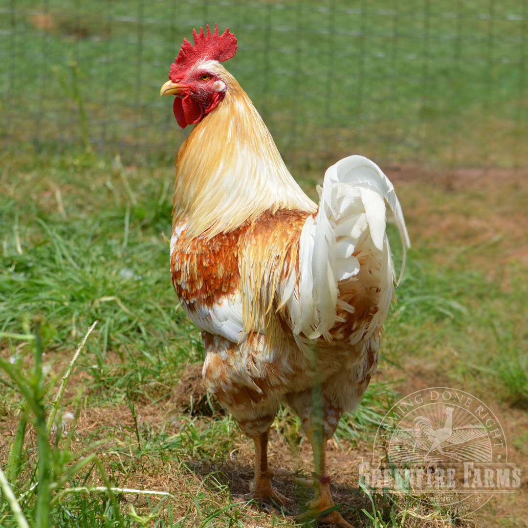 Pita Pinta Asturiana