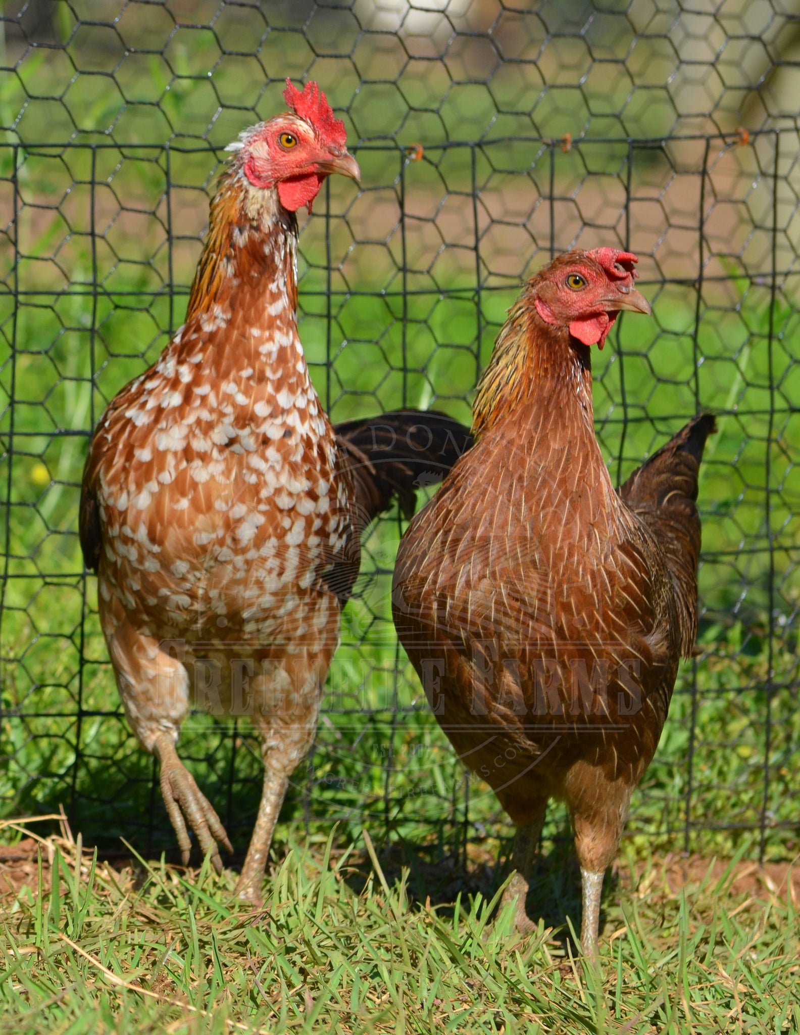 Ayam Ketawa