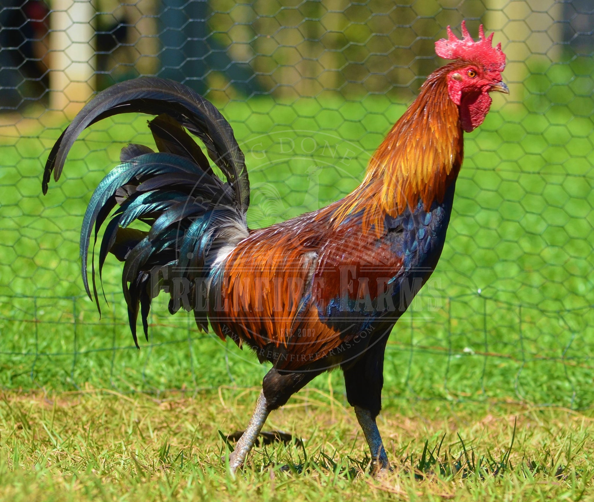 Ayam Ketawa