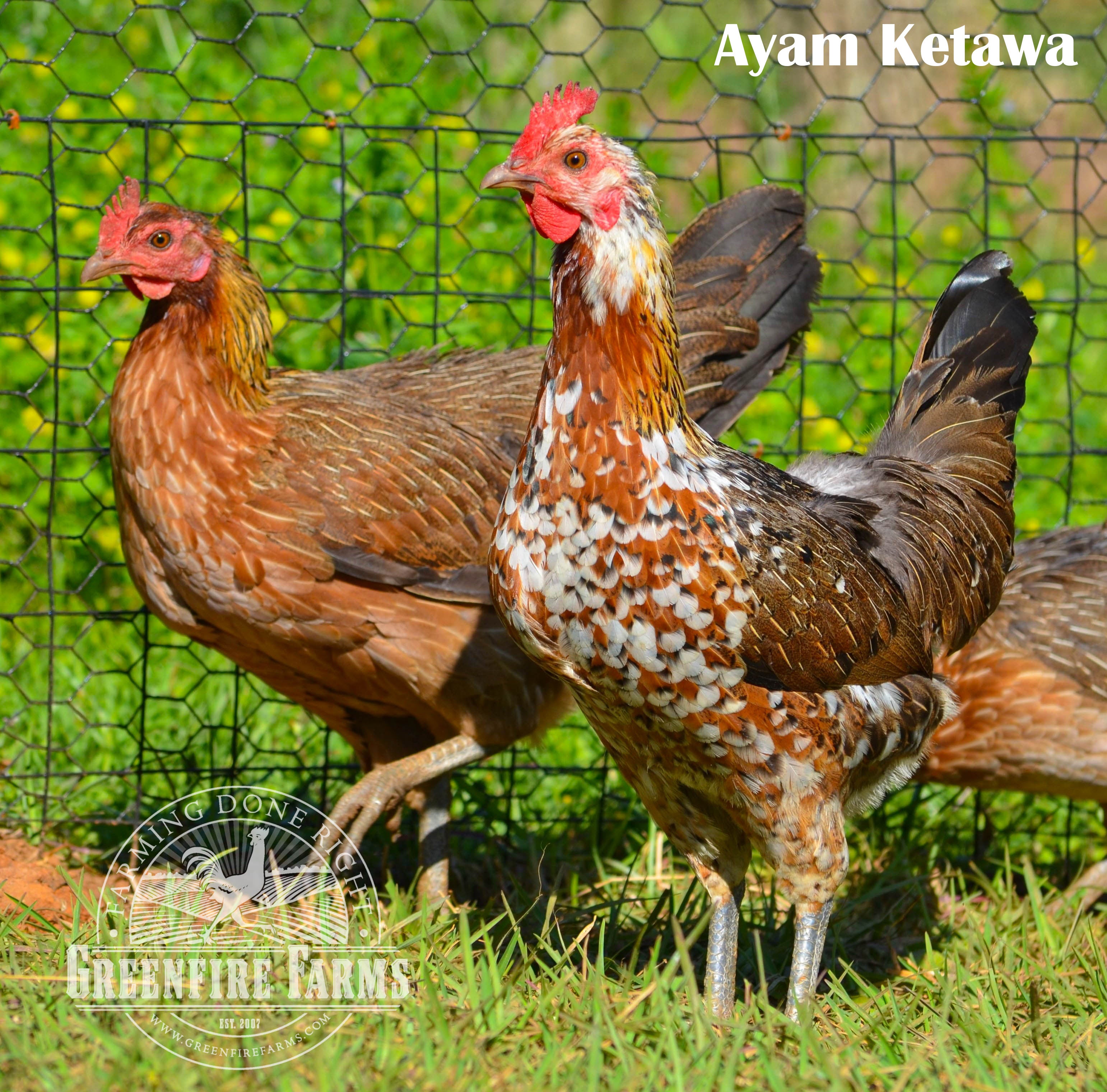 Heat Hardy Assortment