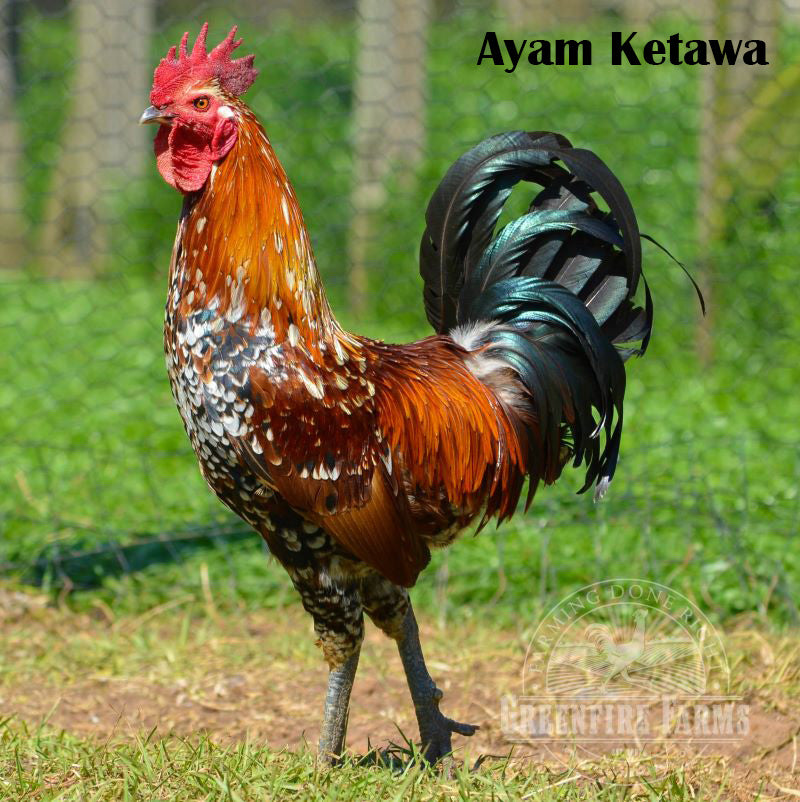 Heat Hardy Assortment