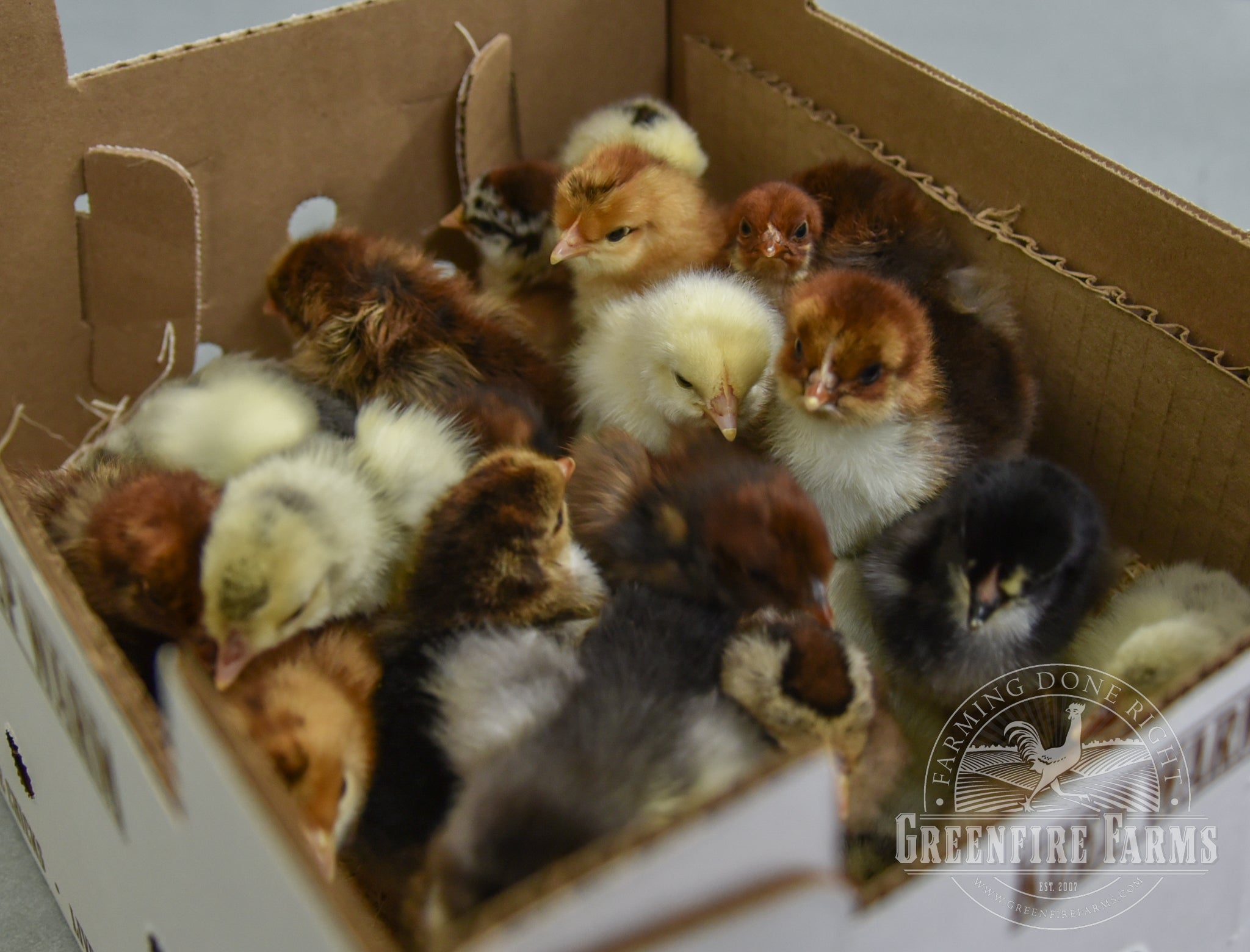 Late Bloomer Assortment