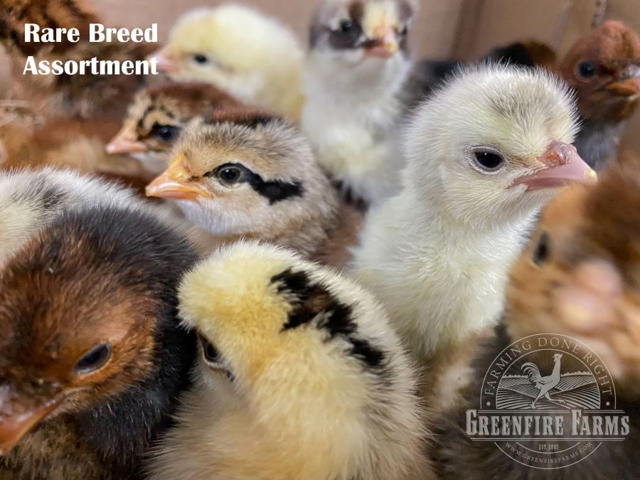 Rare Breed Assortment
