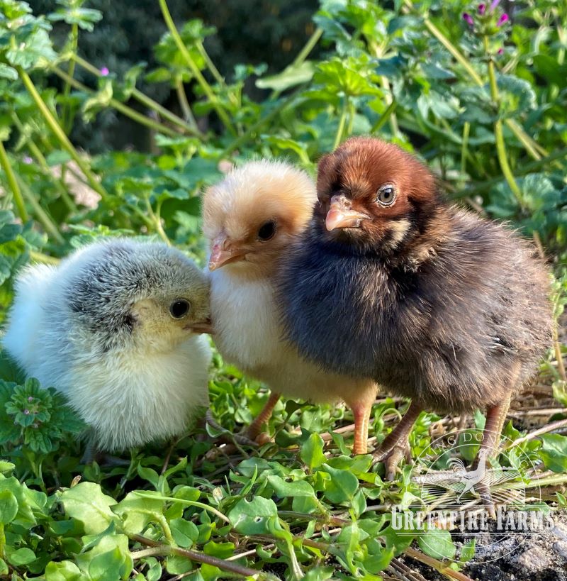 Spitzhauben Assortment