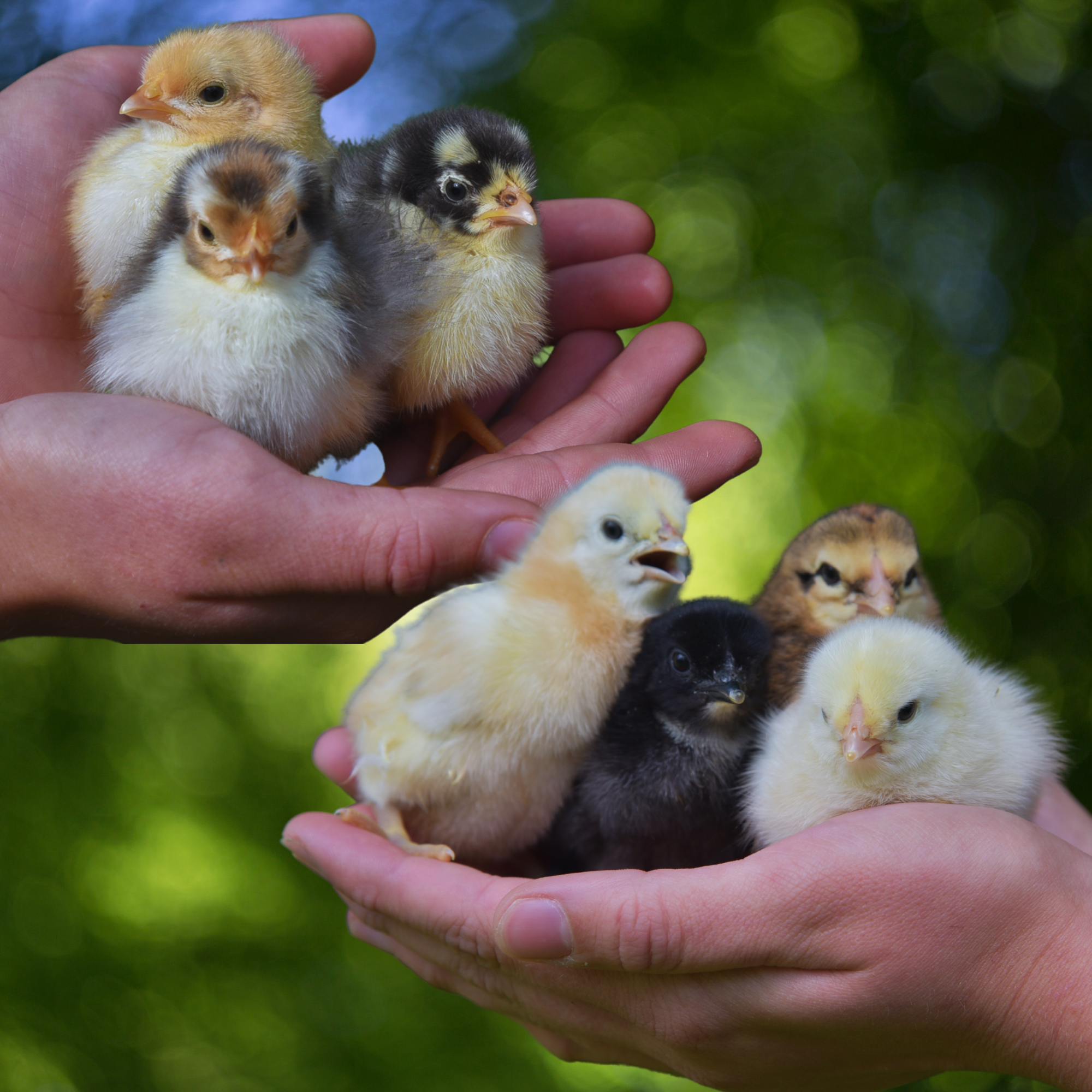 Excess Hatch for June 2, 2026