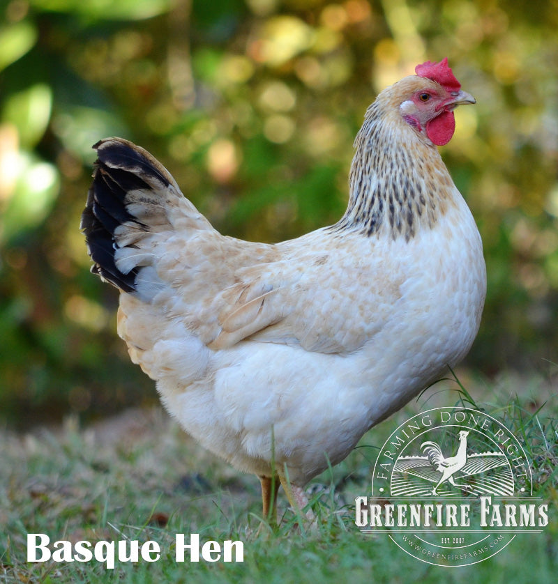 Heat Hardy Assortment