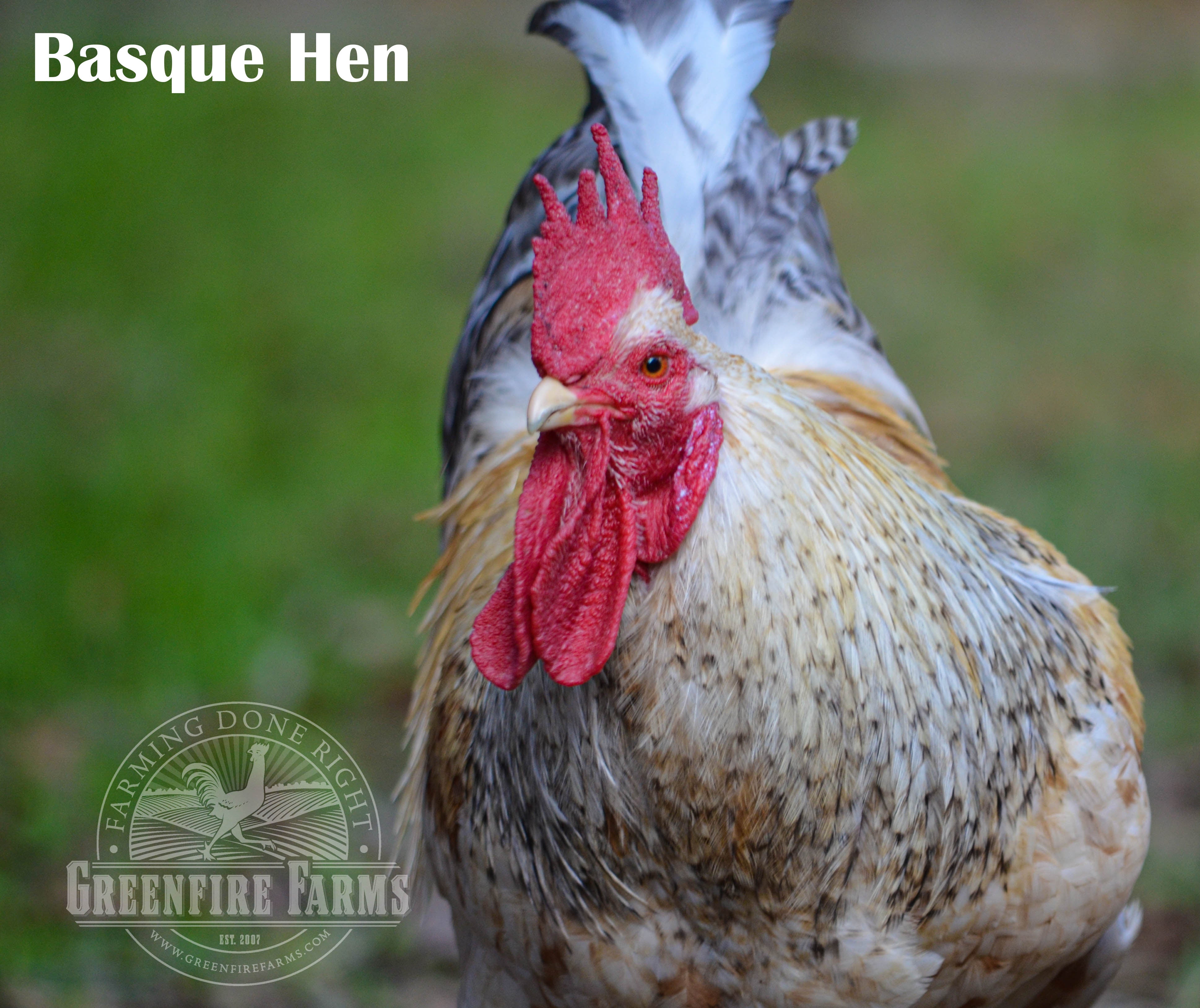 Cold Hardy Assortment