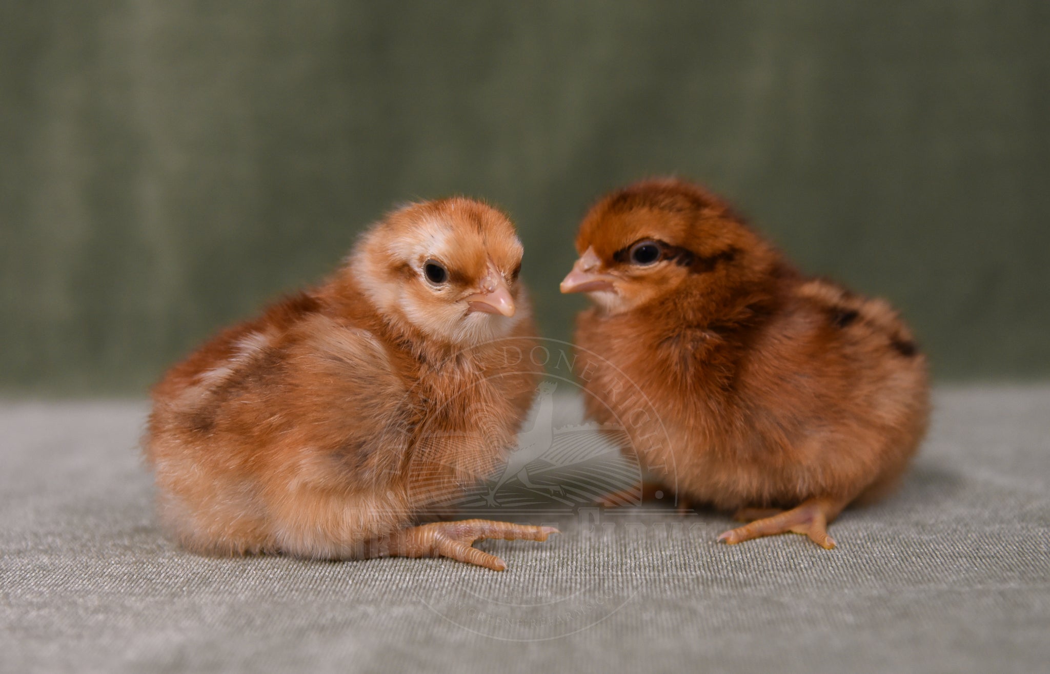 Bantam Bielefelder