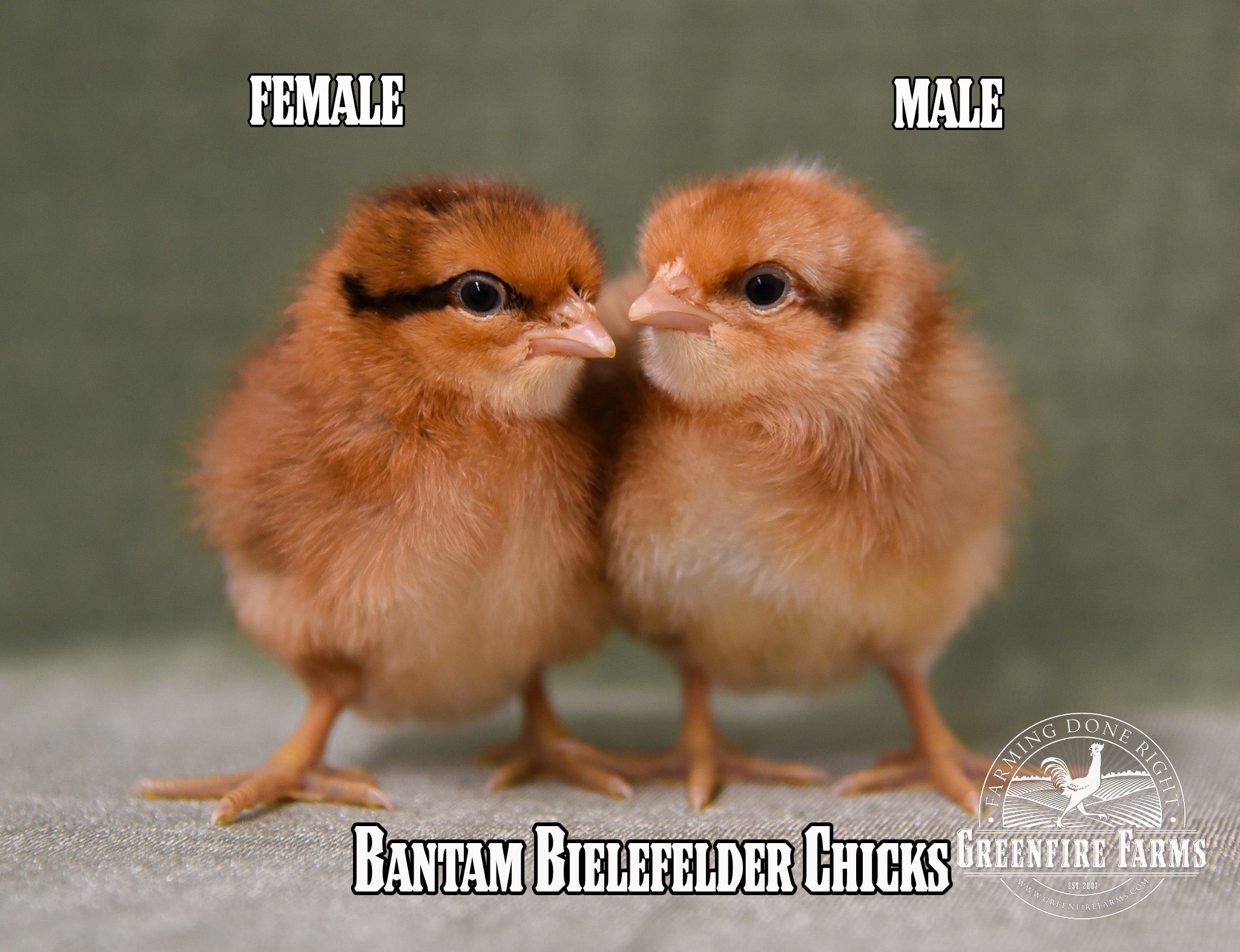 Beginners Assortment