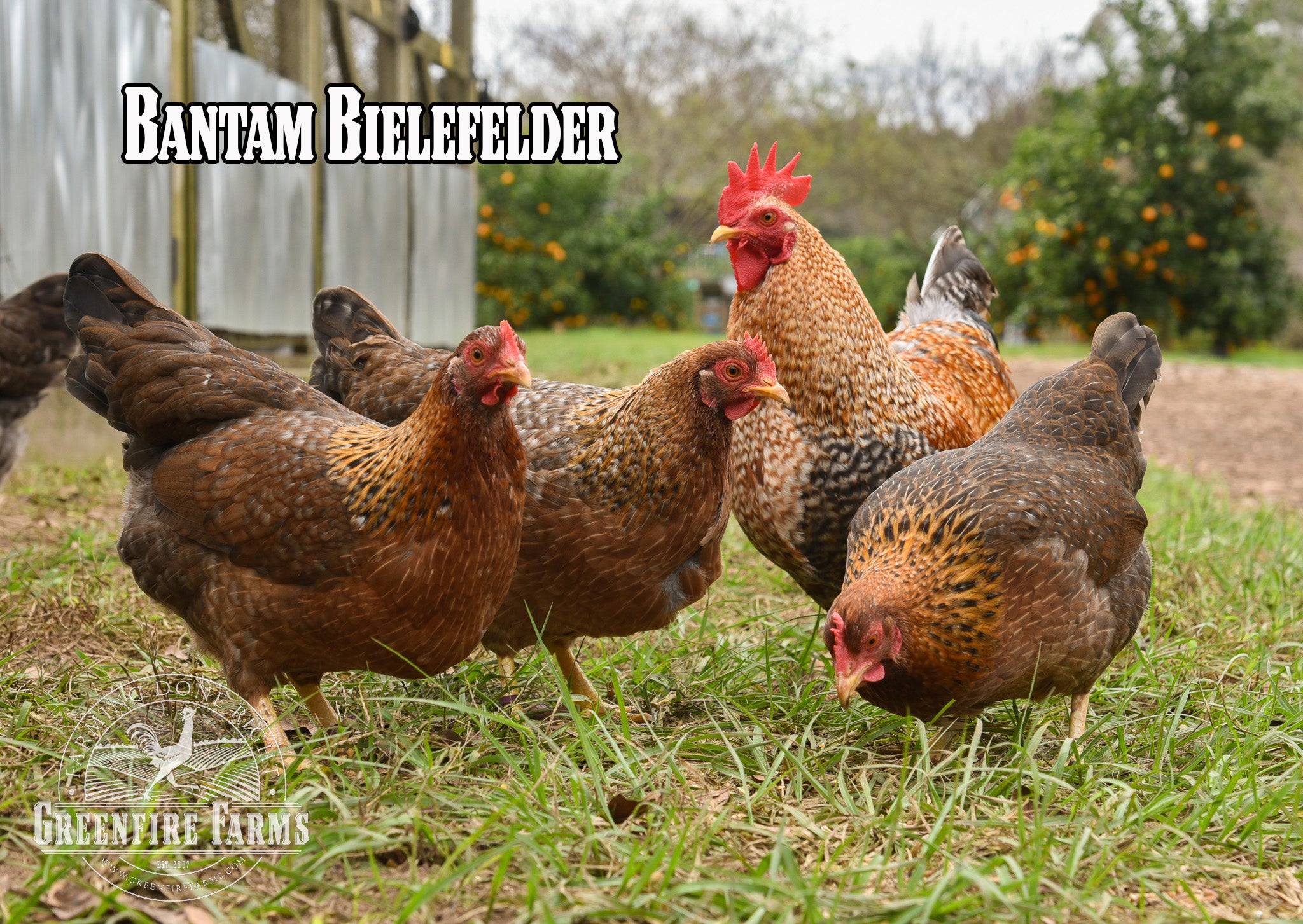 Beginners Assortment