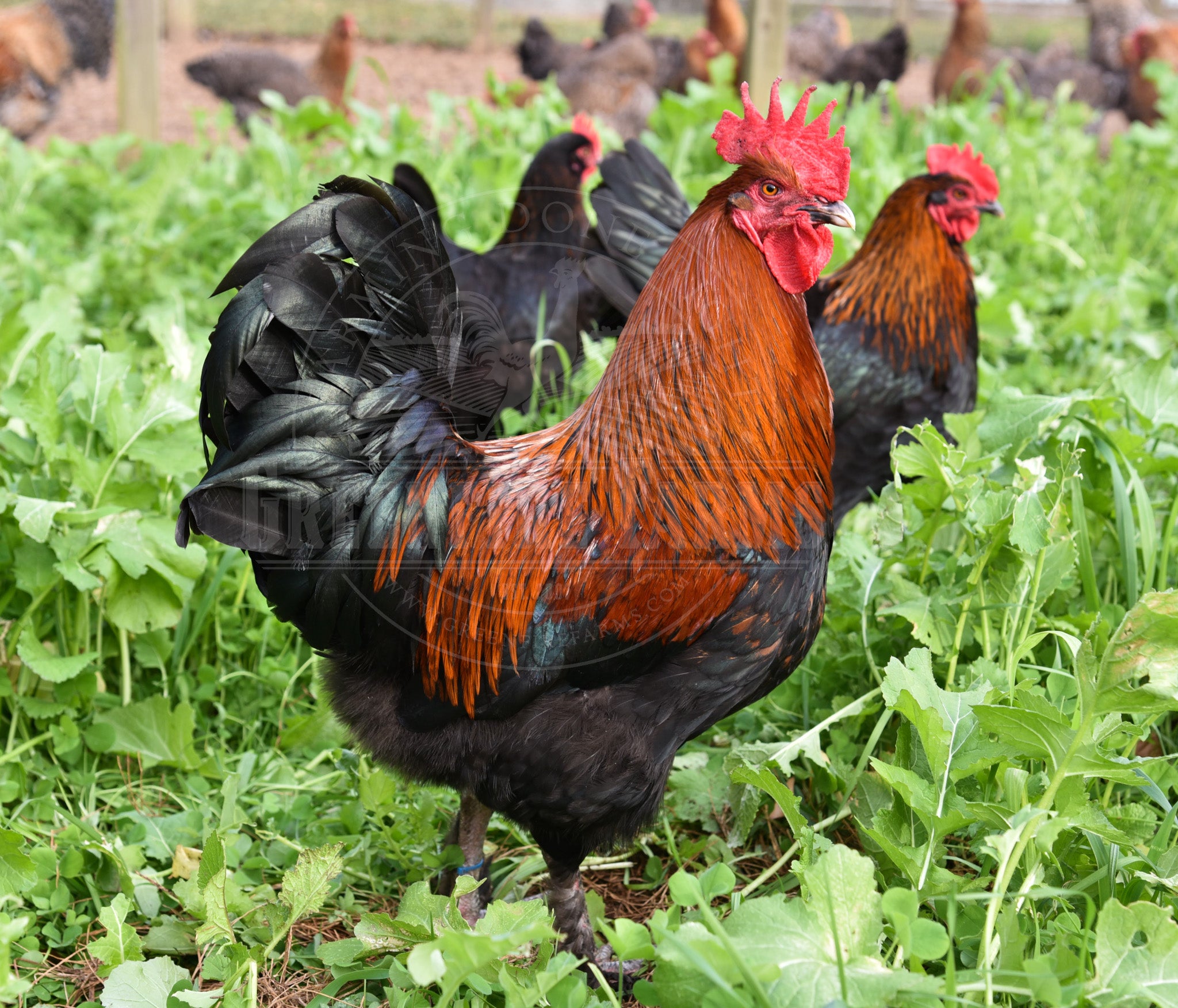 Black Copper Marans