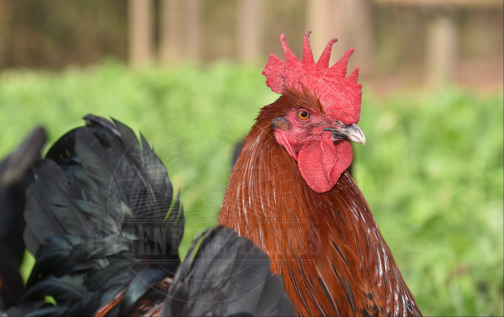 Black Copper Marans
