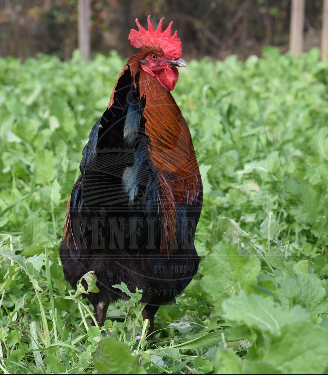 Black Copper Marans
