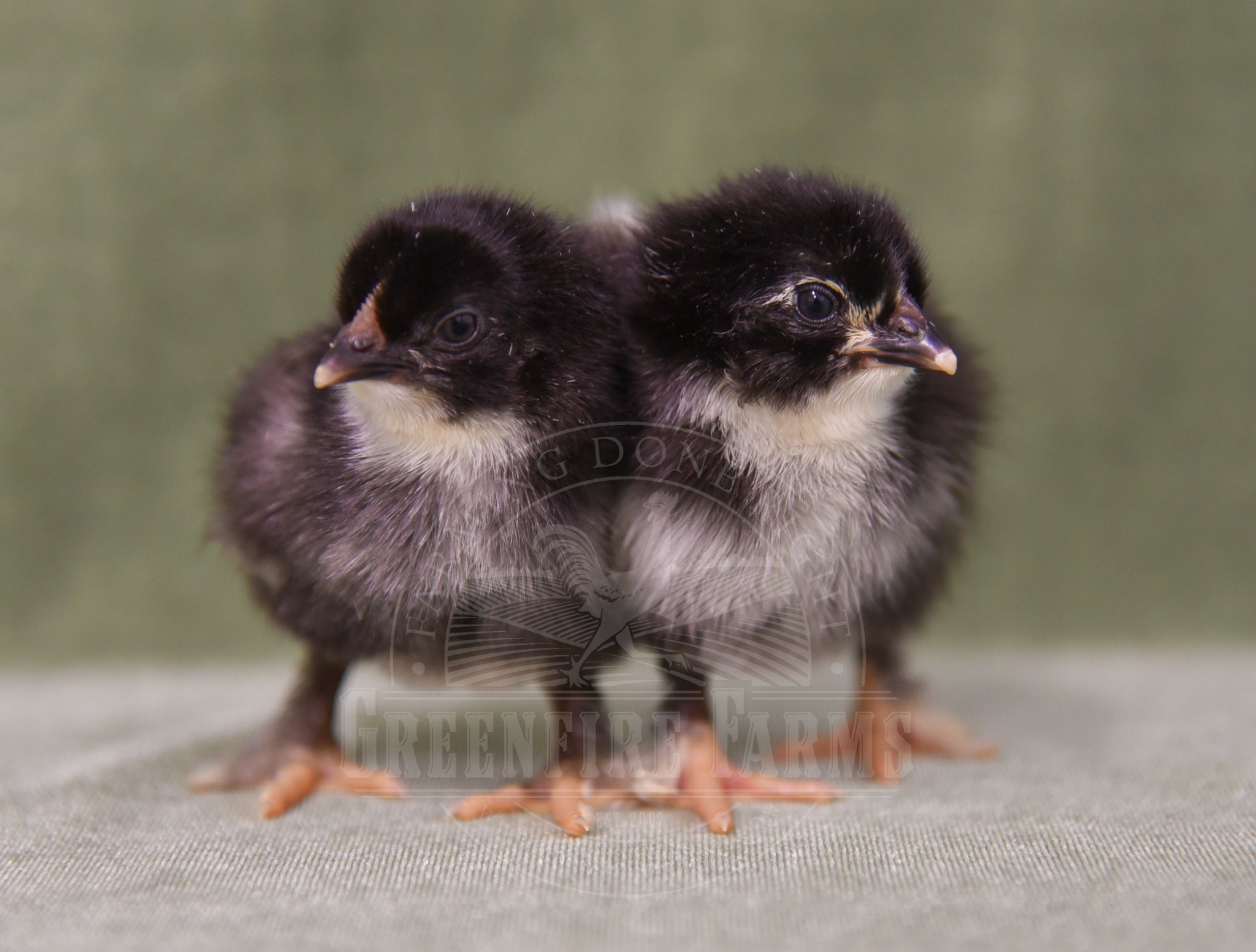 Black Copper Marans