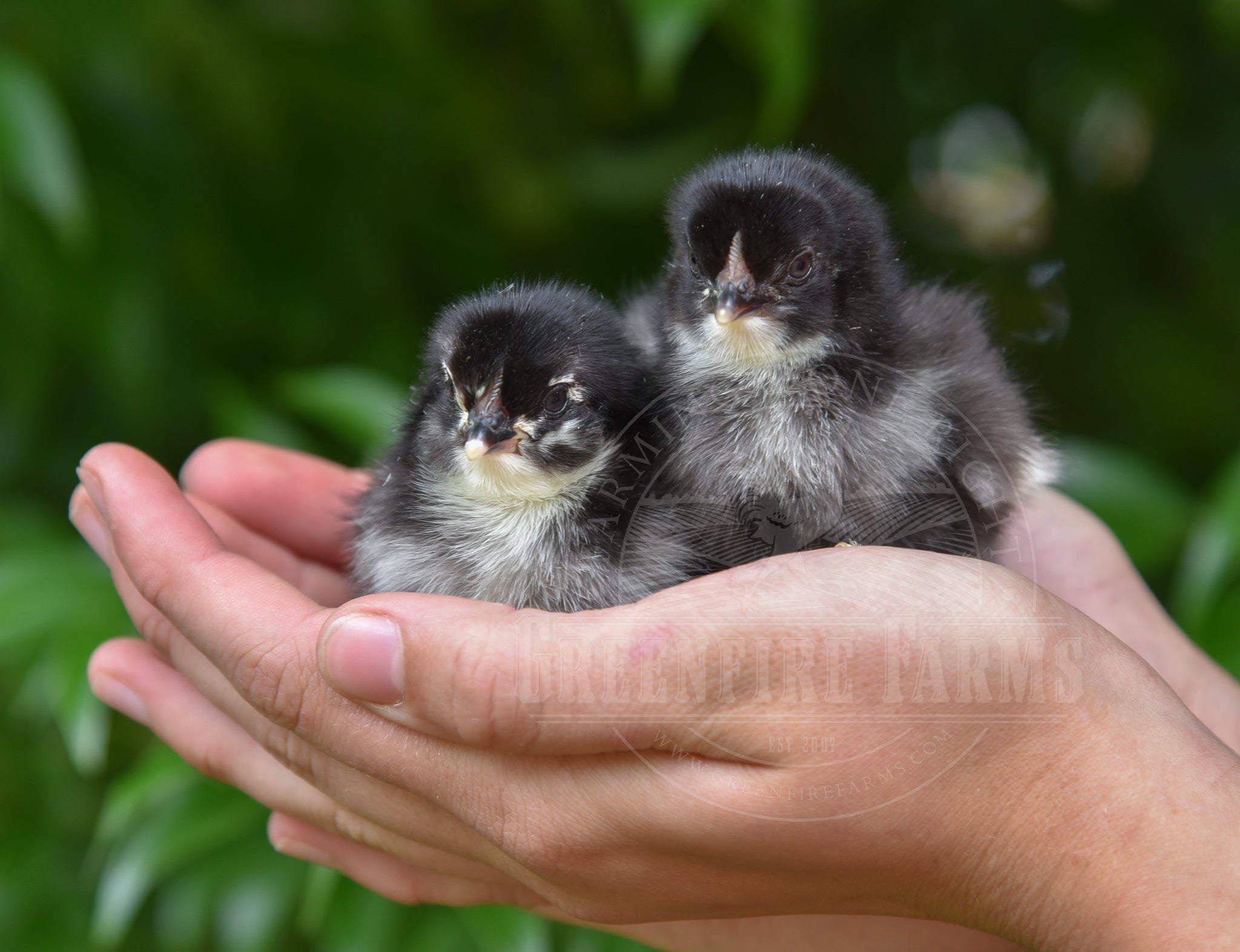 Black Copper Marans