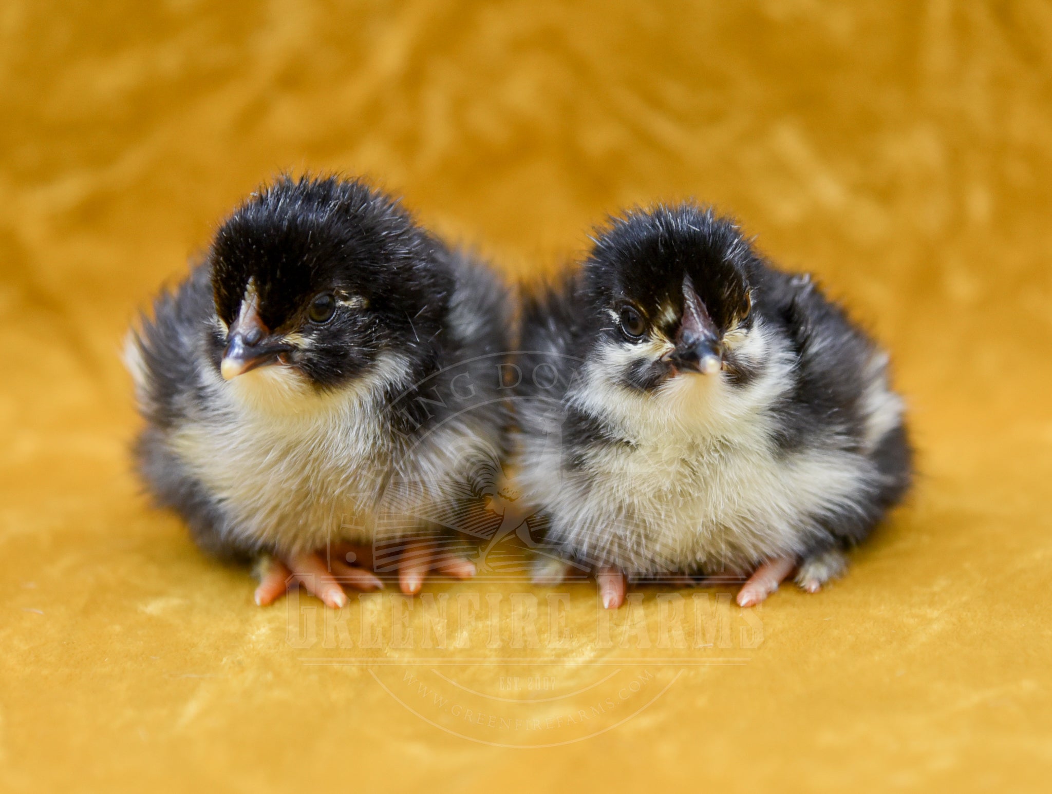 Black Copper Marans
