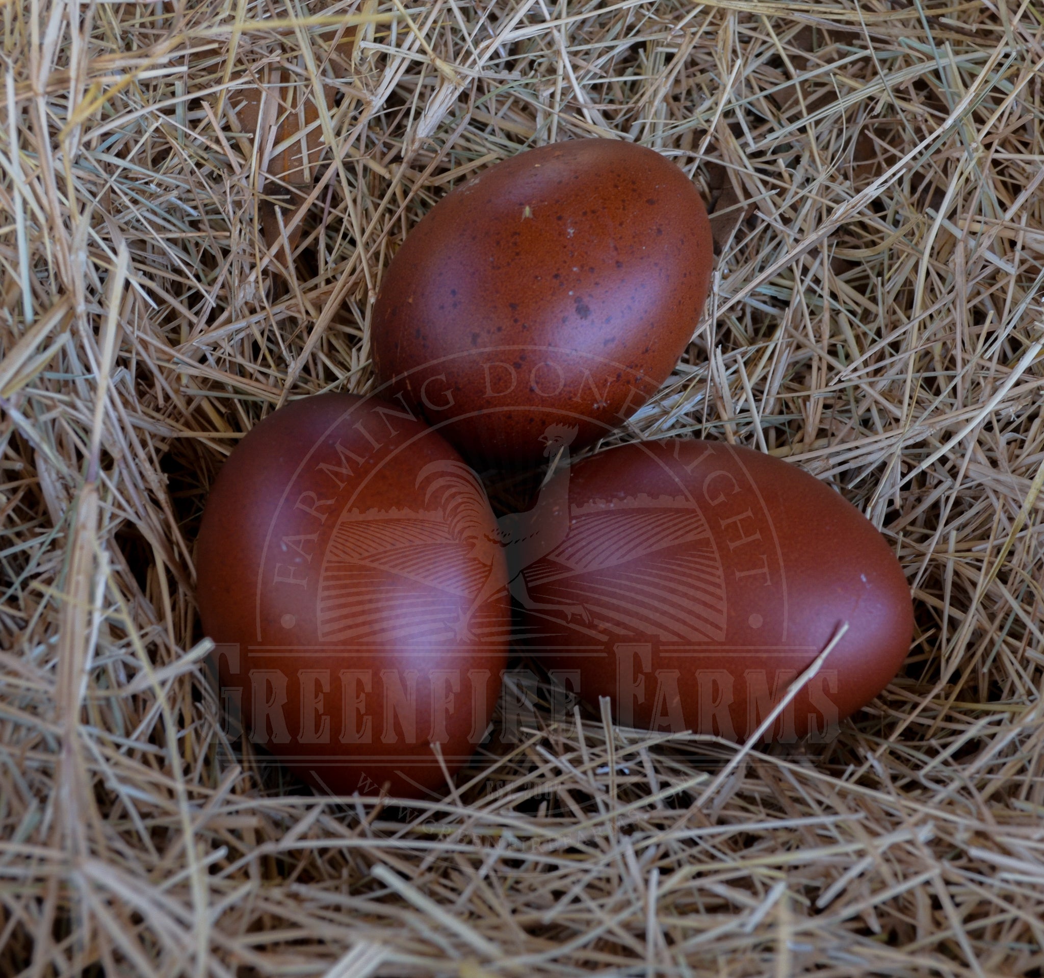 Black Copper Marans