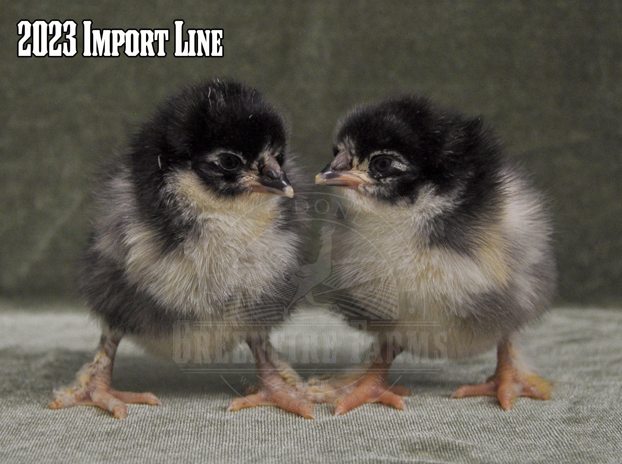 Black Copper Marans