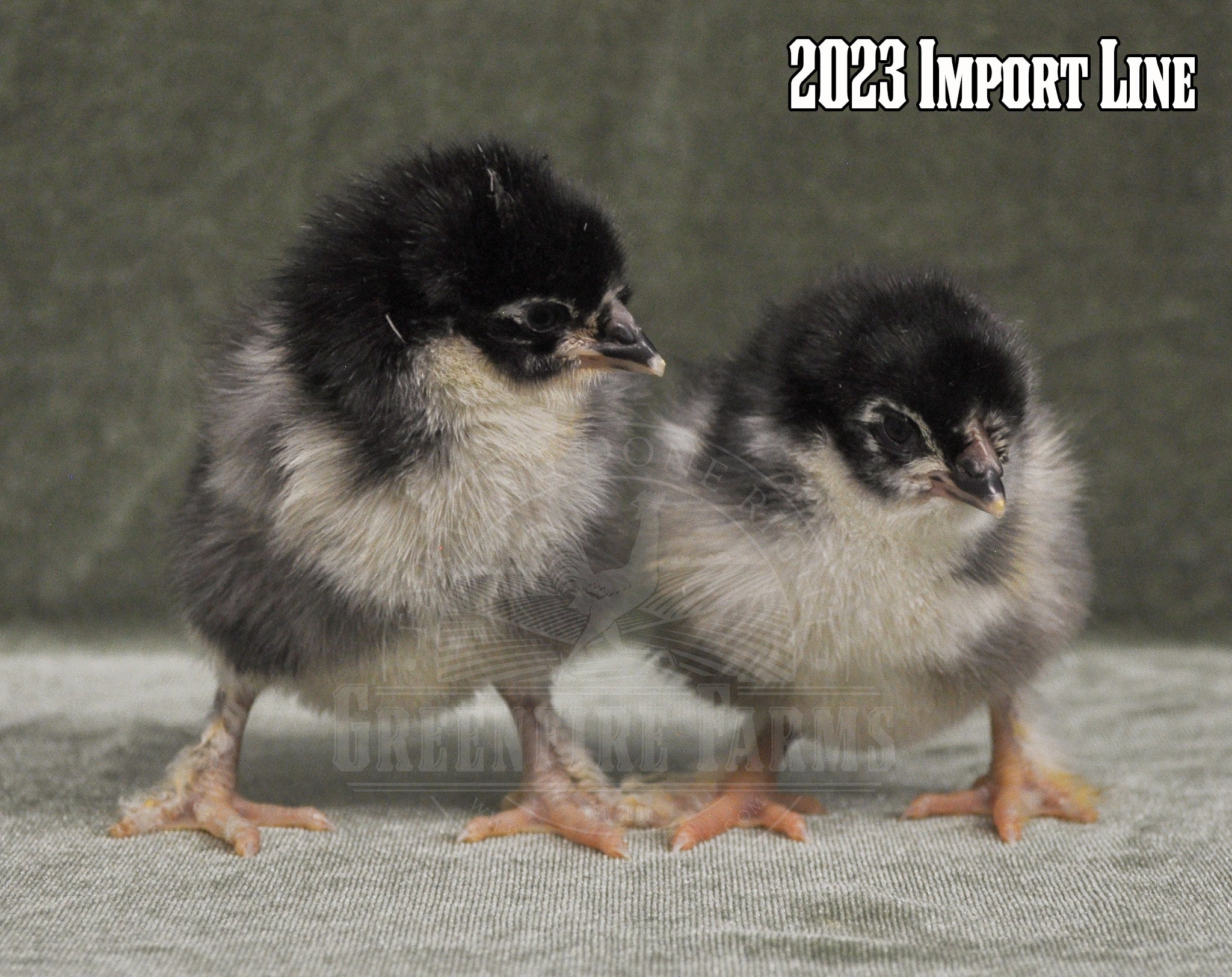 Black Copper Marans