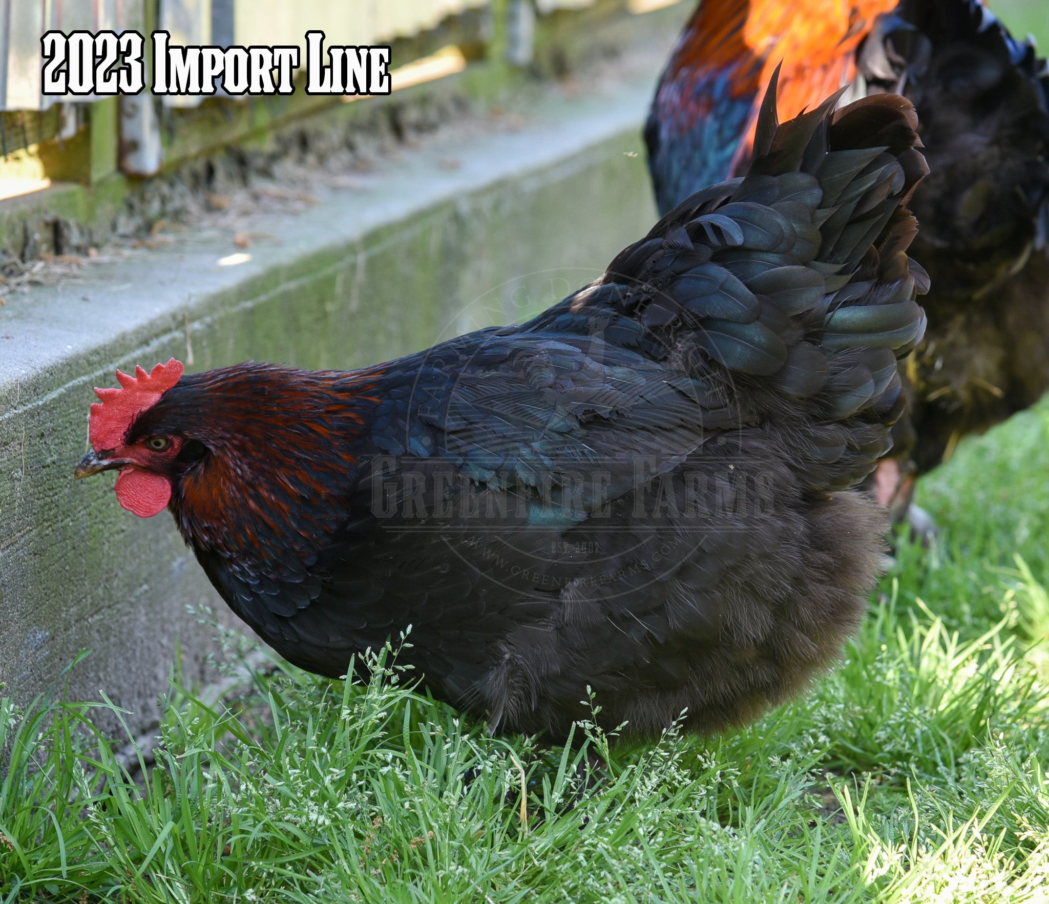 Black Copper Marans