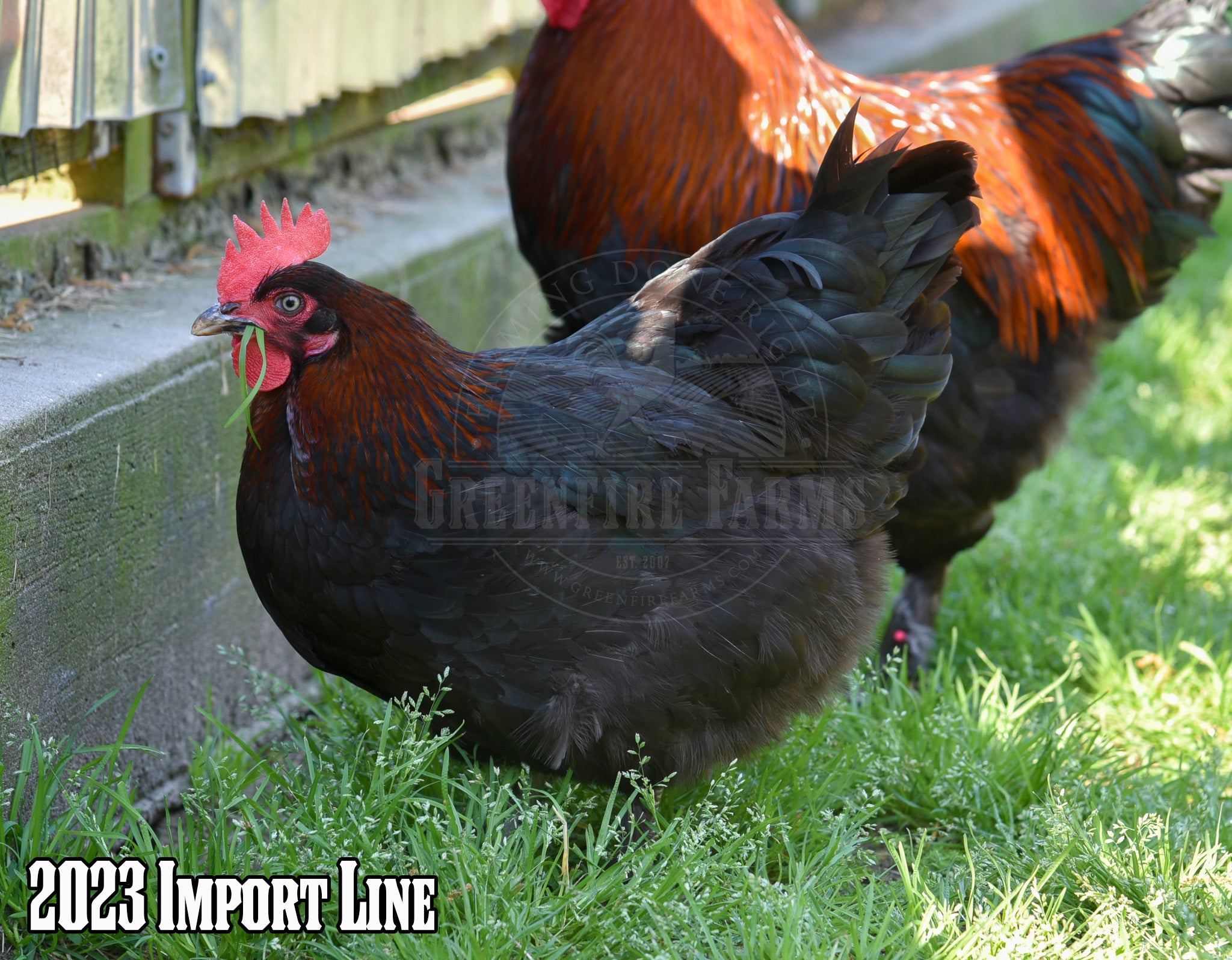 Black Copper Marans
