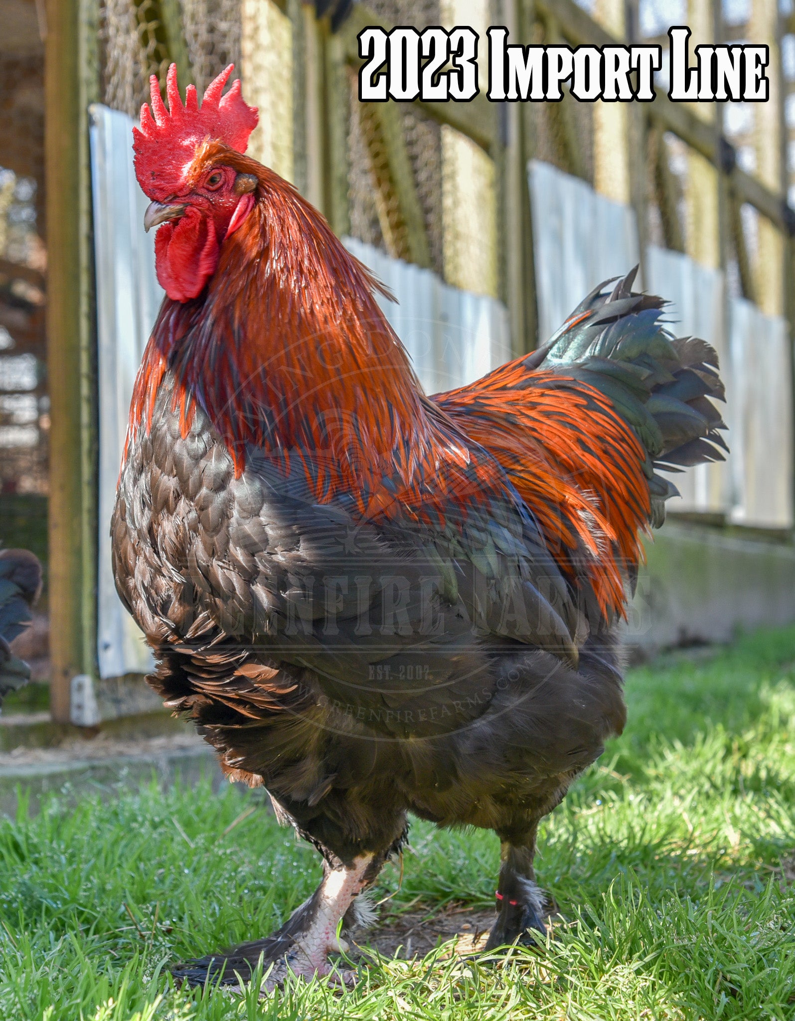 Black Copper Marans
