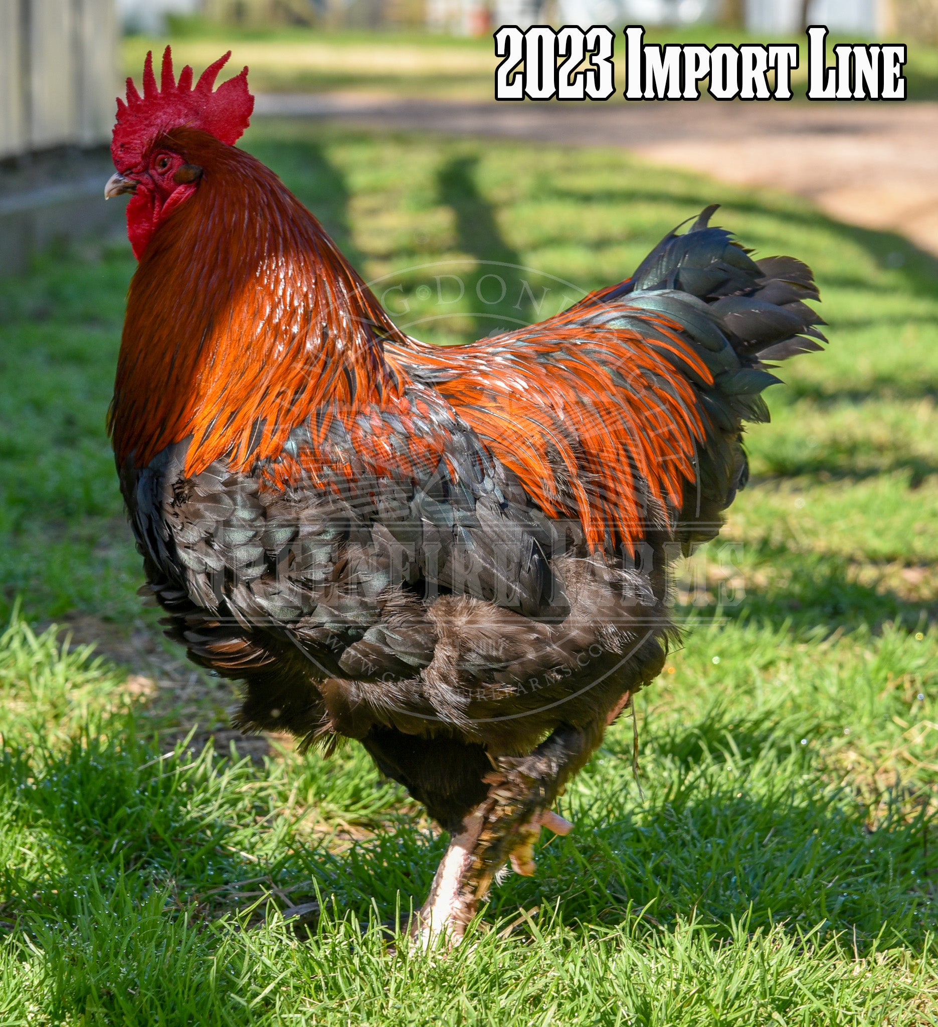 Black Copper Marans