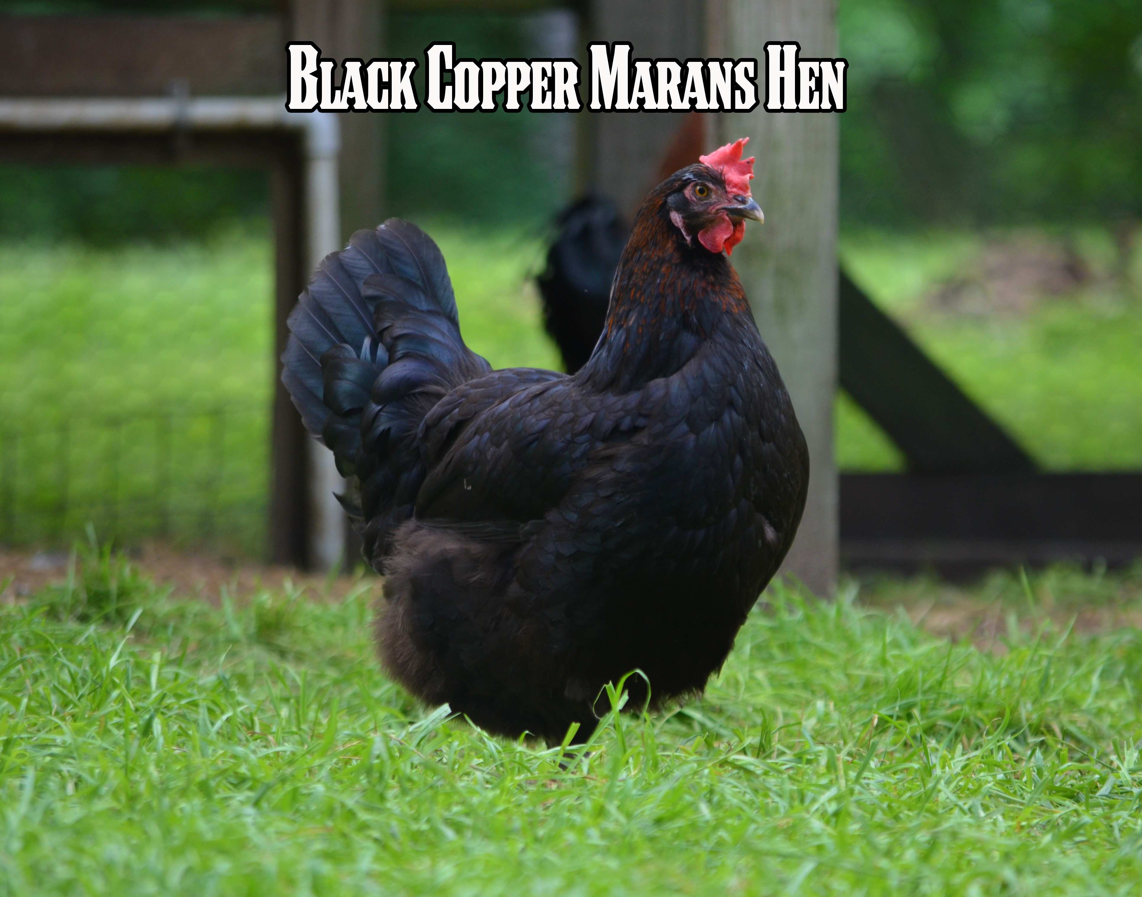 Best Egg-Layers Assortment