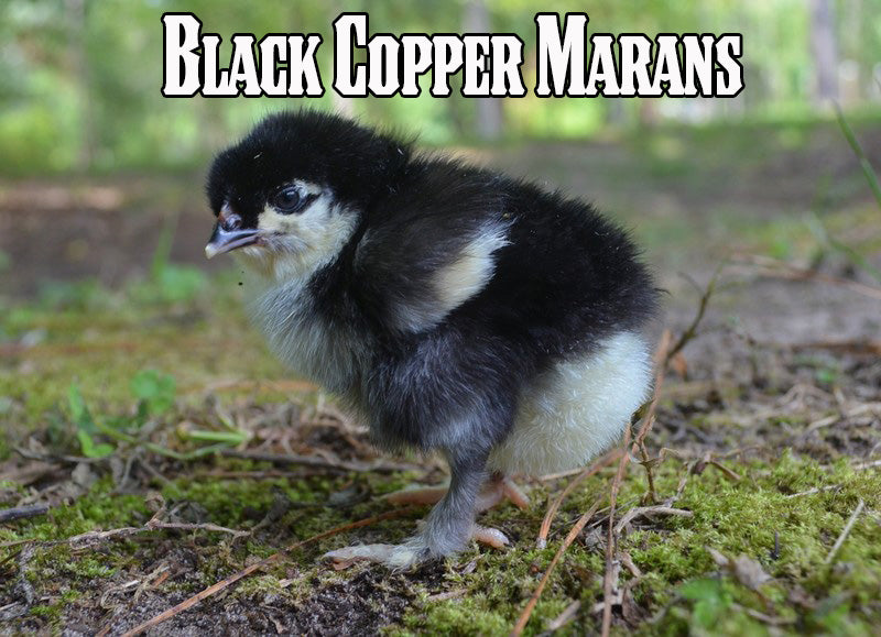 Best Egg-Layers Assortment