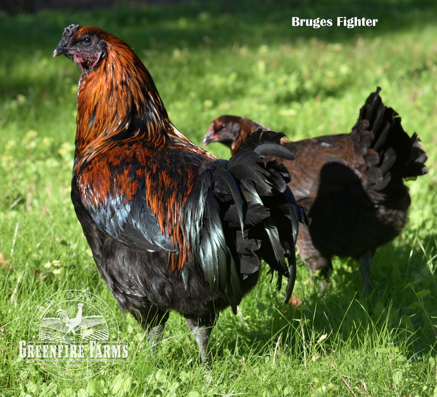 Cold Hardy Assortment