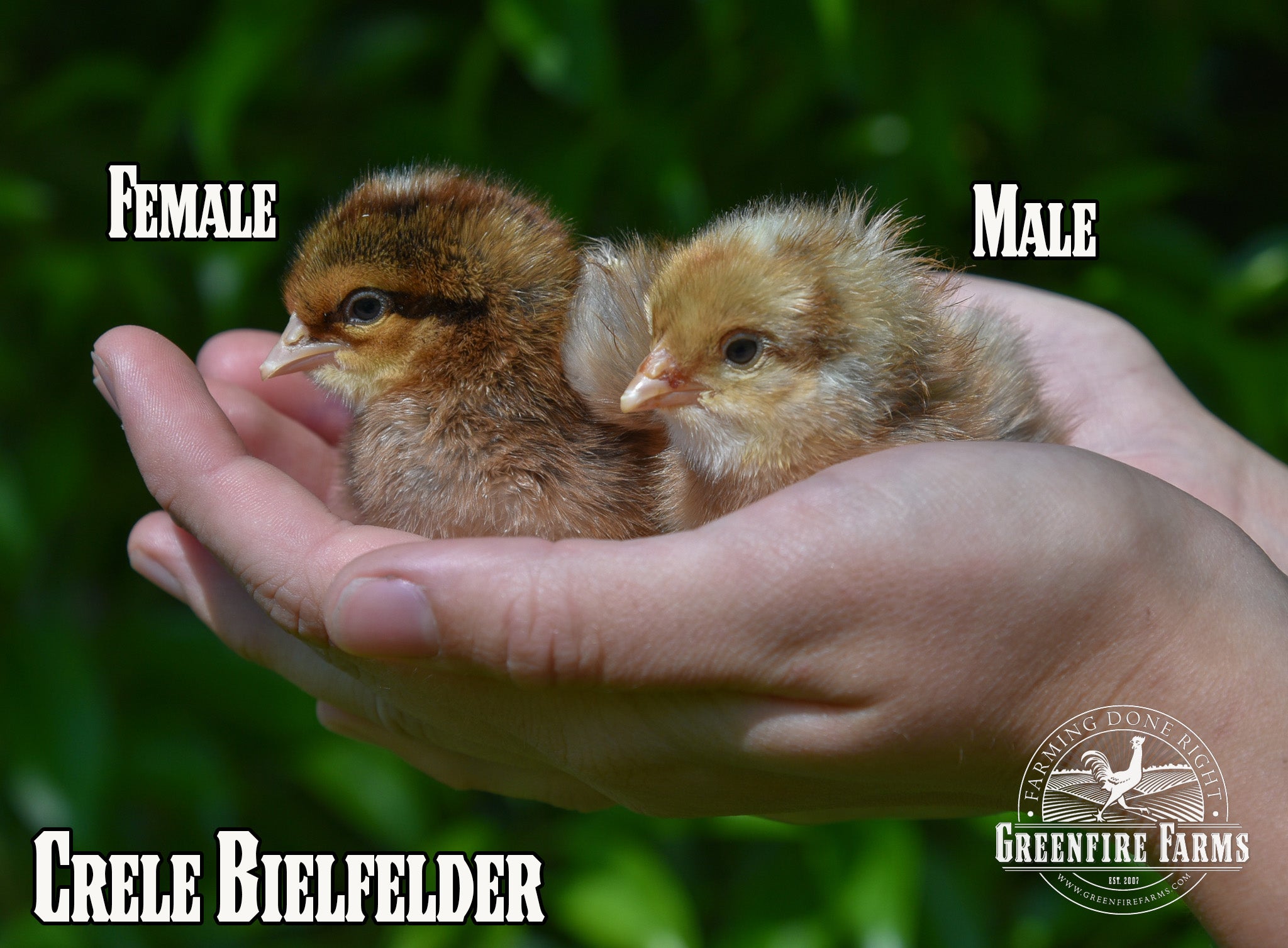 Best Egg-Layers Assortment