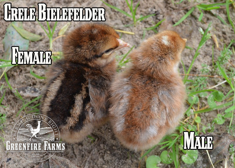 Beginners Assortment