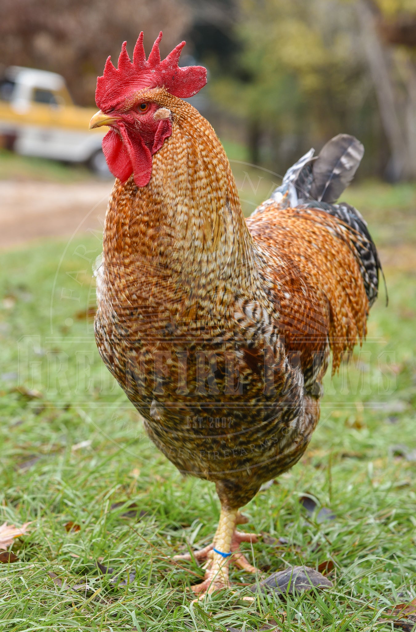 Top 5 Assortment