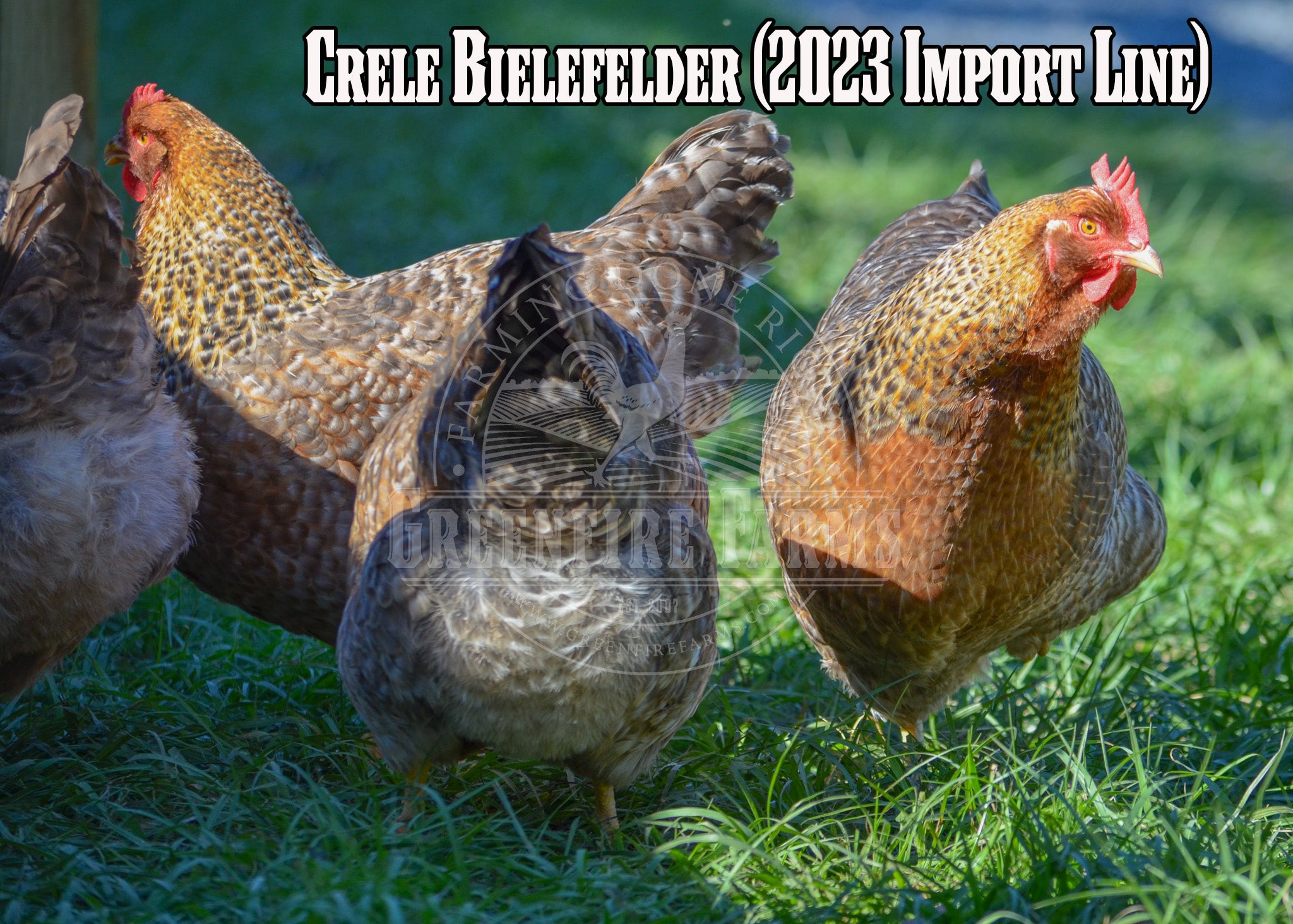 Best Egg-Layers Assortment