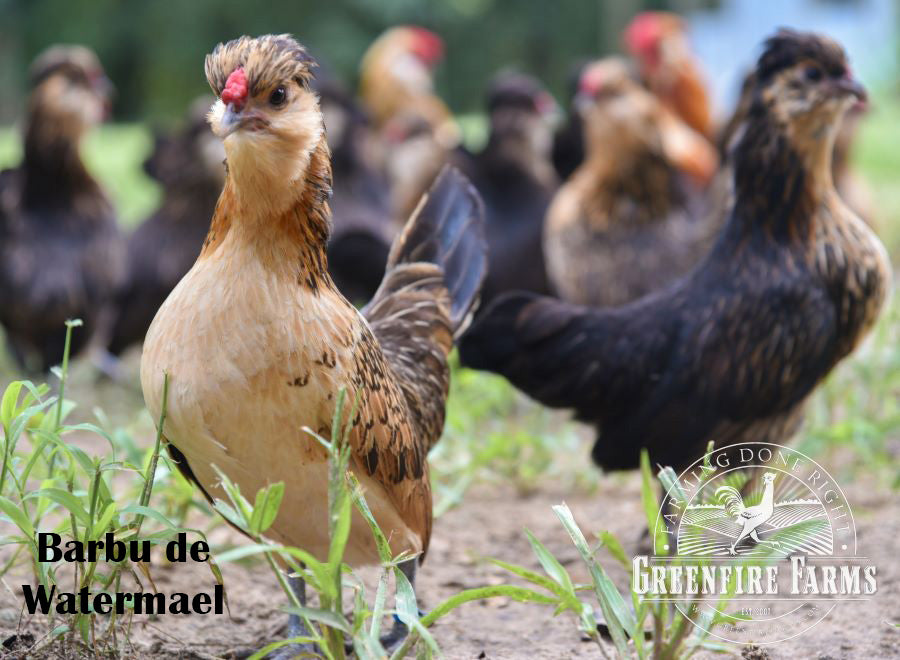 Heat Hardy Assortment