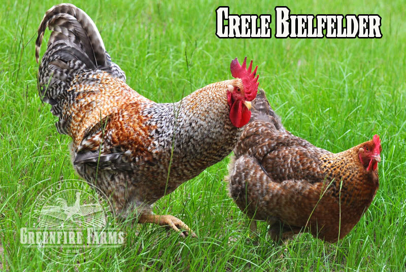 Excess Hatch for January 13, 2026