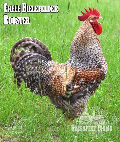 Beginners Assortment