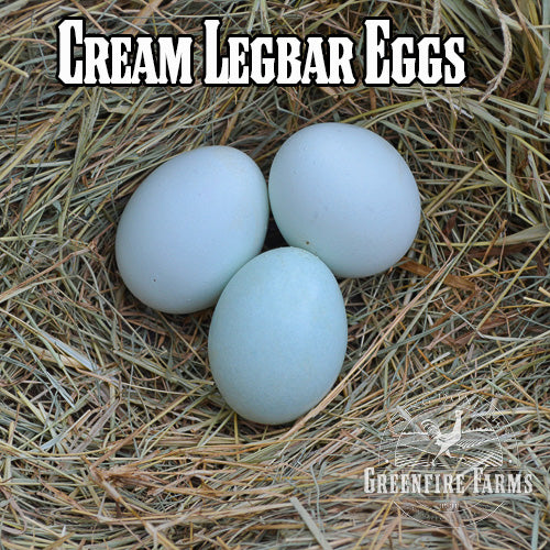 Best Egg-Layers Assortment