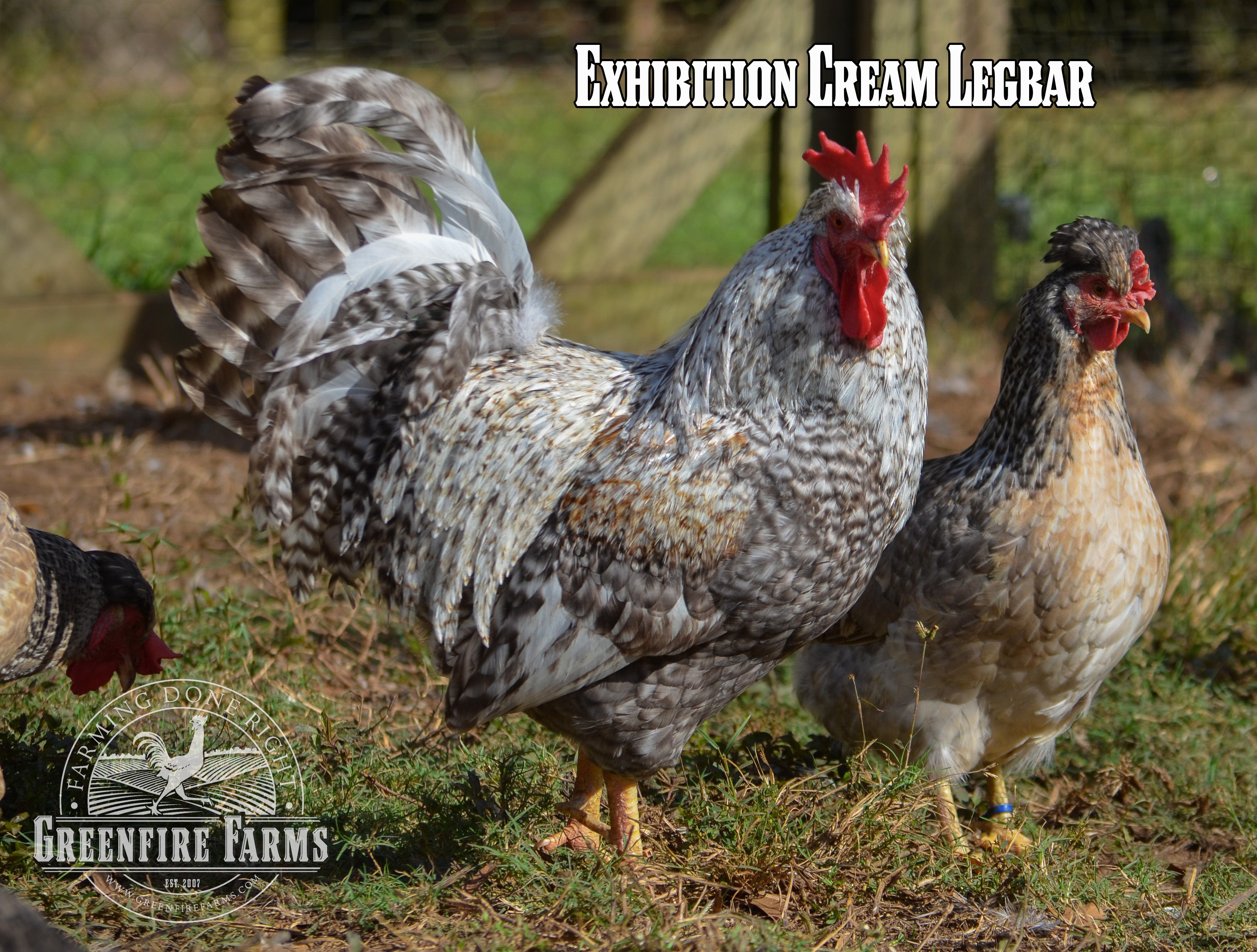 Best Egg-Layers Assortment