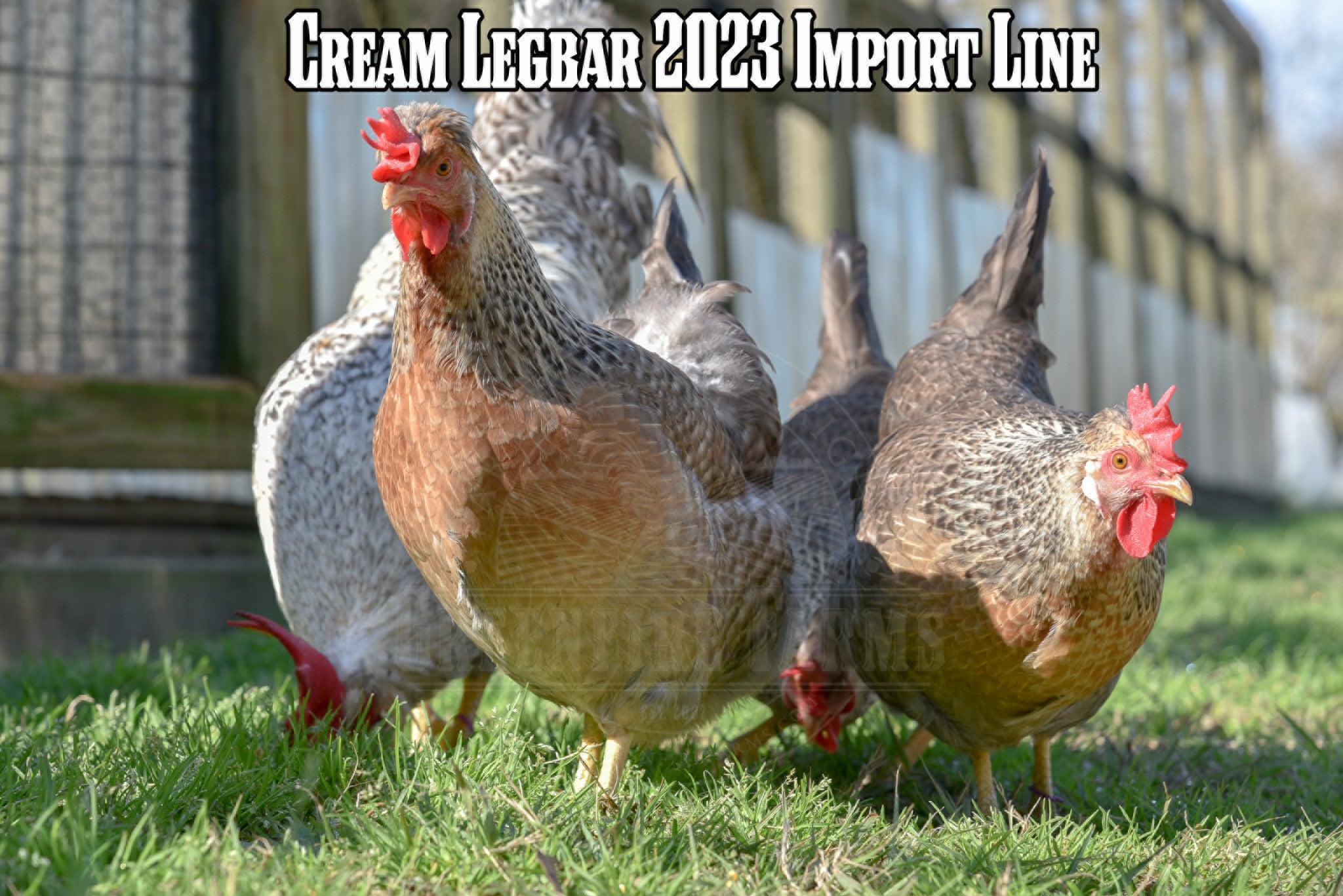 Best Egg-Layers Assortment